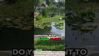 HOW TO PREVENT ALGAE IN YOUR GARDEN POND AND KEEP CLEAR WATER!