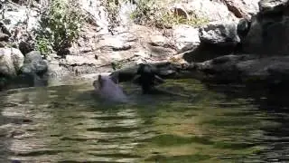 Hero pig rescues baby goat stuck in water