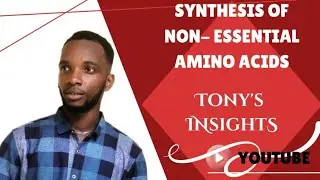 Synthesis of non-essential amino acids