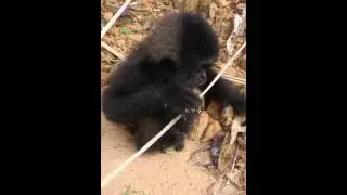 Cute baby gibbon (Hylobates muelleri), Kelabit Highlands, East Sarawak, Borneo.