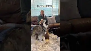 Life With ✨Huskies✨ Without Them Life Would Be Boring 🤣 #huskies #dogshorts #funny #dogs #dogmom