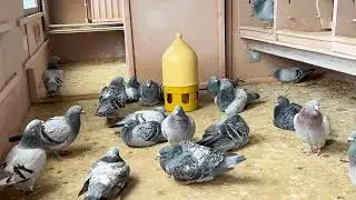 подготовка спортивных голубей на сезон 2022 / preparation for the racing pigeon season 2022 /Germany