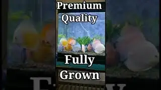 Discus Fish - Best Quality & Fully Grown / Call Arjun 9565911333 - All India Home Delivery Available