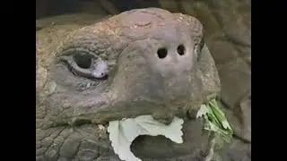 Survival in the Galapagos: The Story of How They Got There