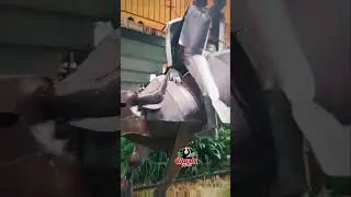 Los Toros Incontenibles y Banda La Razza Del Compa Edgar - 2025