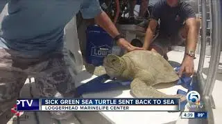 Sick green sea turtle sent back to sea