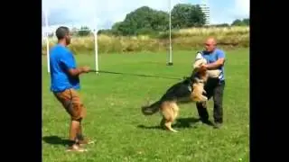 Steve Wilks. Coventry Dog Training