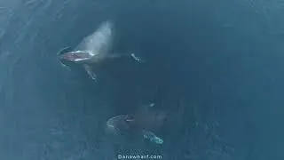 Dana Wharf Whale Watching 2020