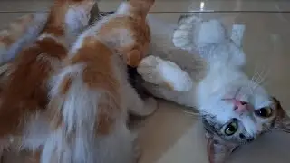 Two Adoreable Kittens, Lumie & Lupy Wrestle, Nurse, and Fall Asleep Together