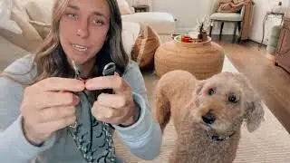 Dog Walks Made Easy With This Collar!