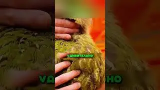 УДИВИТЕЛЬНЫЙ ПОПУГАЙ КАКАПО😍