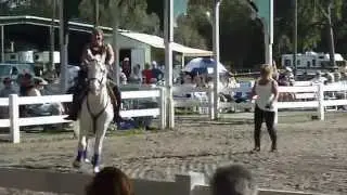 Lipizzan Stallions Training Session