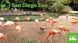 San Diego Zoo Highlights