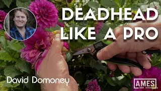 Why you need Snips to deadhead flower blooms