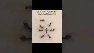 This Poor Ant Didn&rsquo;t Stand A Chance ☠️ #disturbing