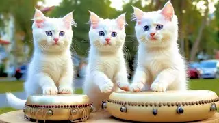 Kucing Sholawatan ALLAHUL KAFI RABBUNAL KAFI Versi Kucing Lucu Nyanyi Sholawat