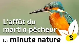 L'AFFÛT DU MARTIN-PÊCHEUR (No 115)