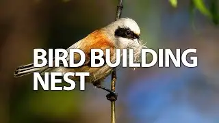 Bird Building Nest Masterclass | Feathered Architects #nature #bird #wildlife #animal