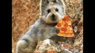An incredibly rare Ili Pika rabbit has been photographed for the first time in 20 years