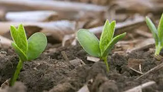Hefty Seed Company - America Needs Farmers