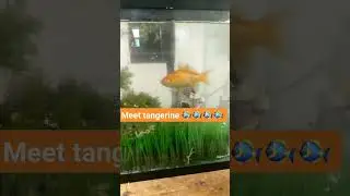 our newest addition to family tangerine 🥰🐠❤️