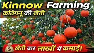Beautiful Kinnow Orchard | Red & Sweet Malta Farming | Village a Life