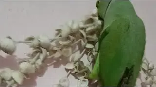 🔴 Live | Mitthu ka Pyara Parrot Show 🦜💚