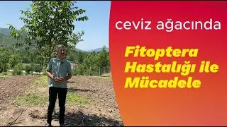 Ceviz ağacında fitoptera ve fiseryum hastalığı