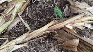 Palm Trees Survive Record Low Temps in Virginia