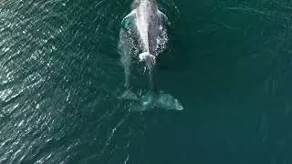 Boat Drives Directly Over Whale and Calf in 'Shocking' Drone Video