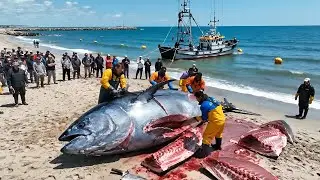 Earning Millions of Dollars a Year from Tuna Fishing &mdash; Deep-Sea Longline Fishing Documentary