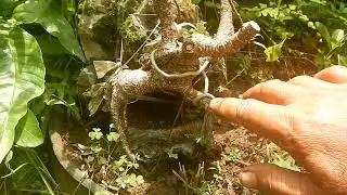 Bonsai Kimeng di atas Batu