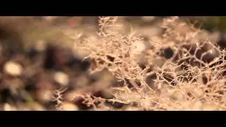 Golden Star Tour, Inc. - Death Valley / Долина Сметри