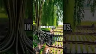 The Ingenious Floating Gardens of Xochimilco