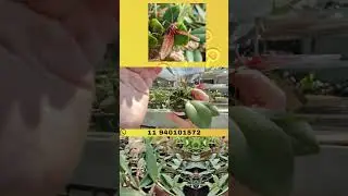 🌿 Restrepia dodsonii: beleza misteriosa e flores delicadas! 💐🌸 #Orqu&iacute;deas #RestrepiaDodsonii 🌿🌺