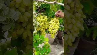 How To Grow Grapes  At Home | #Grapevine | #Angoorplant |