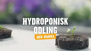 Hydroponisk odling | Tips & r&aring;d | Vi visar hur du g&ouml;r [HORNBACH]