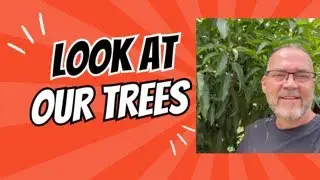 Mango Manor: искусство создания высокоплотных садов