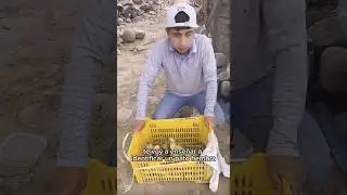 C&oacute;mo identificar un pato macho y una patita hembra #shortsviral #patos #granja