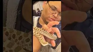 Why Hognose snakes look Incredible #reptiles #snake #animals #pets