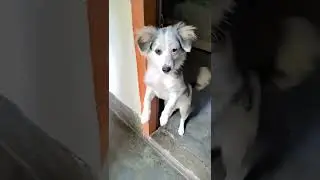 cute puppy 👯 dancing ||Bihu @HindiCountdown @FactEXx @PetsMini @todorokiii97