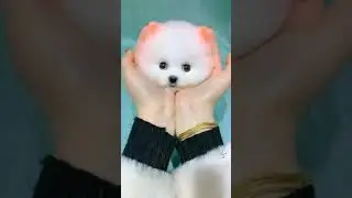 cani cute