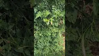 jathi malli poo /Rotana flower🌸