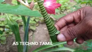 Coconut leaf flute in tamil | Flute - Whistle craft making in tamil | A5 TECHNO TAMIL