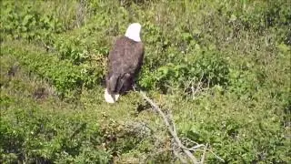 eagle at cuckolds cove