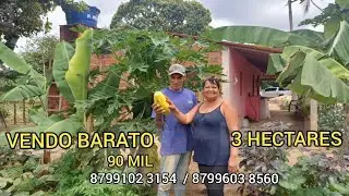 LINDO E BARATO TOP DE MAIS 3 HECTARES 90 MIL 8799102 3154/ 8799603 8560