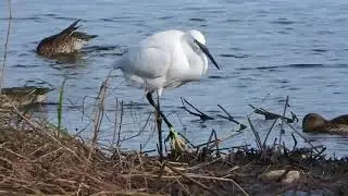 #garceta #aves #birds #nature #wildlife #naturaleza #vidasilvestre #egret