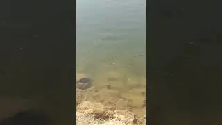 Catch big fish by amazing boy in the little beel water | Ha...