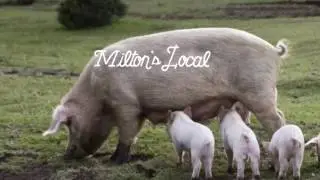 Milton&rsquo;s Local Helps Farmers and Makes Profit