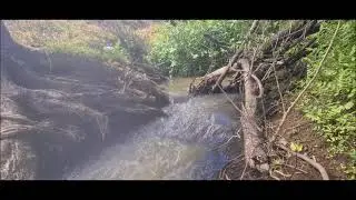 PLANTING NEW ZEALAND NATIVE TREES ON THE WILD SIDE OF THE STREAM